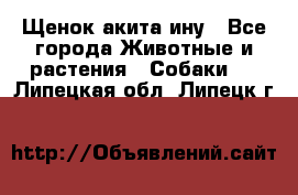 Щенок акита ину - Все города Животные и растения » Собаки   . Липецкая обл.,Липецк г.